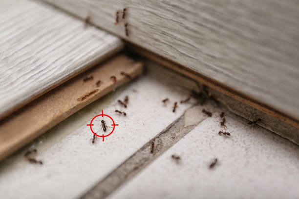 Best Bed Bug Extermination  in Rathdrum, ID