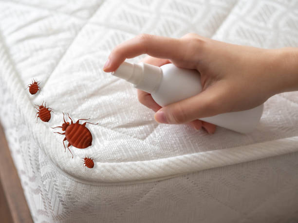 Best Local Pest Control Services  in Rathdrum, ID